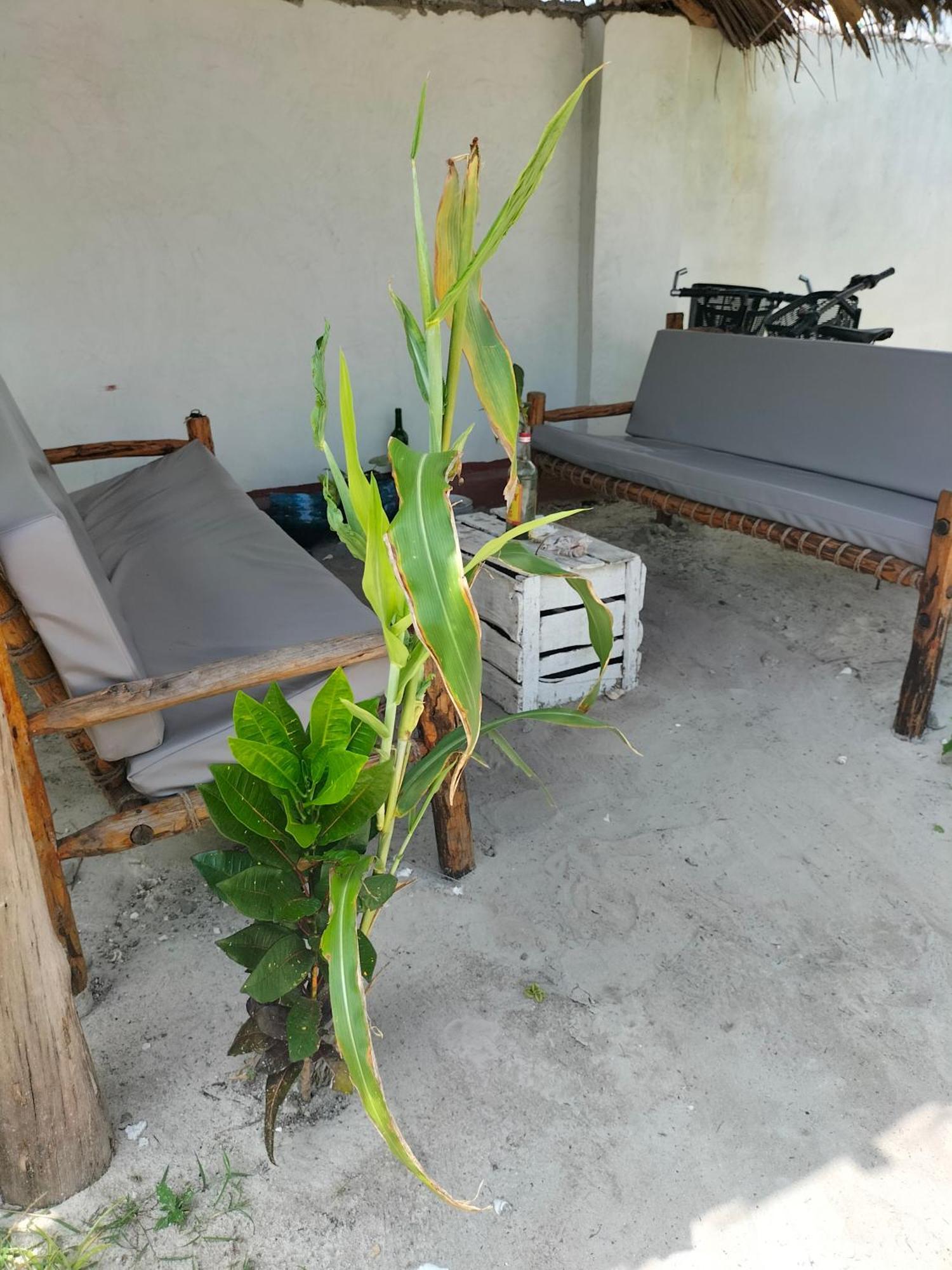 Mambo Leo Hostel Paje Εξωτερικό φωτογραφία